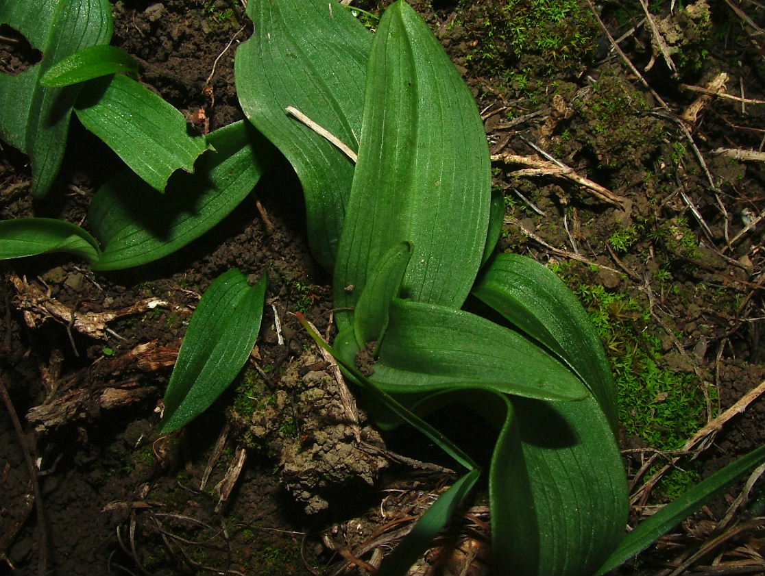 Rosette basali-Genova